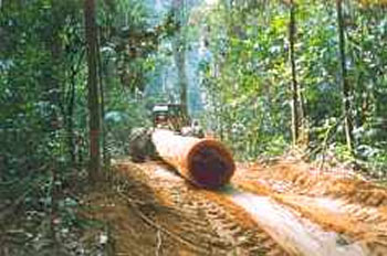 logging